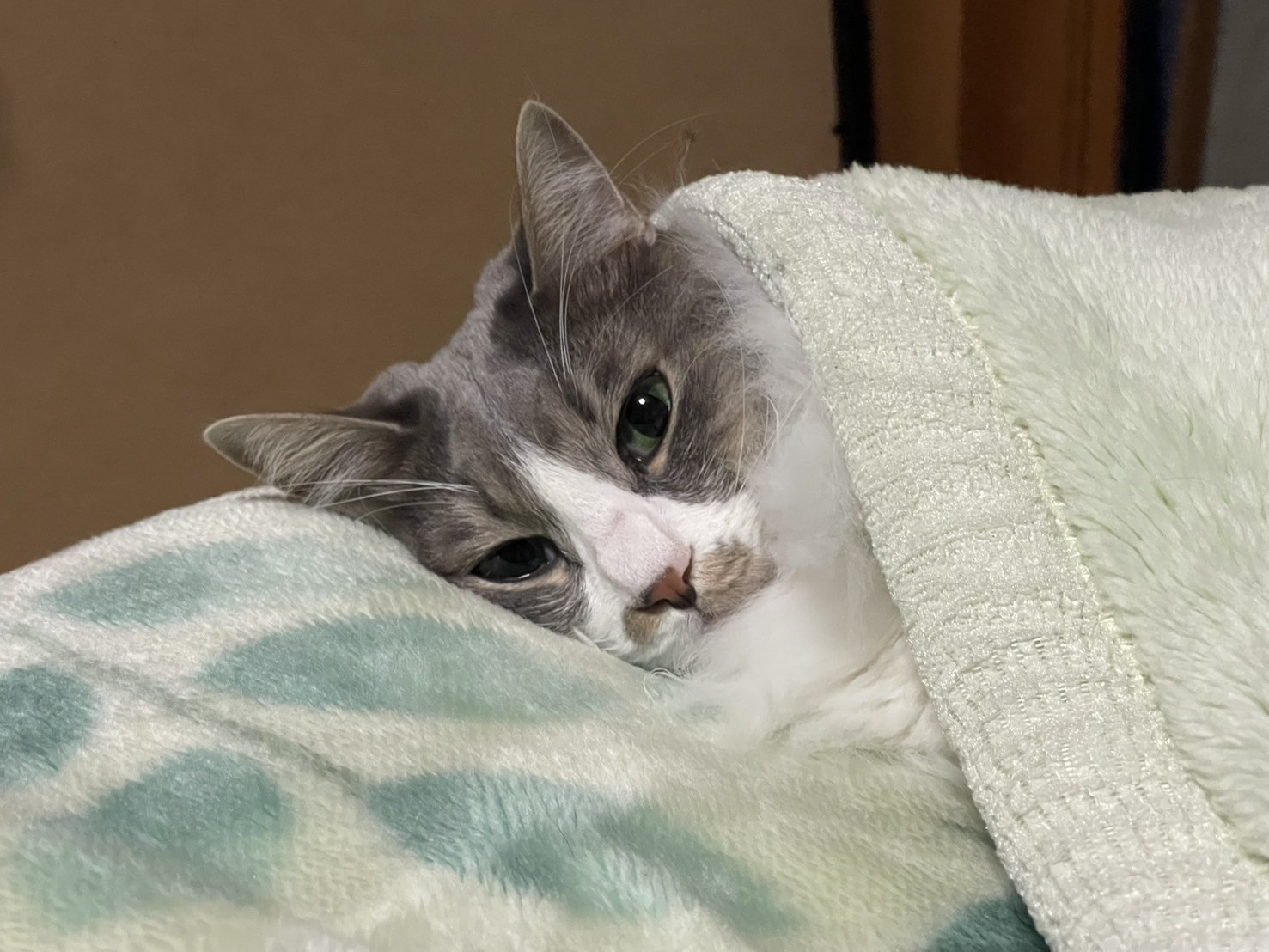 犬と猫に関することわざはどっちが多い？＜平山＞｜おおい動物病院スタッフブログ（愛知県一宮市）