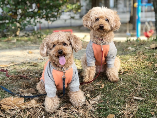 シニア犬の介護｜寝てばかり・食べない・夜鳴きの原因と対処法＜冨板＞｜愛知県一宮市　おおい動物病院