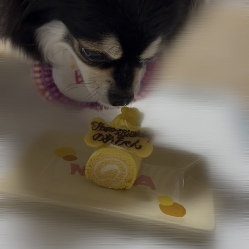 犬が反応する音とは？犬の聴覚の特徴と生活で気をつけたいポイント＜寺澤＞｜愛知県一宮市　おおい動物病院