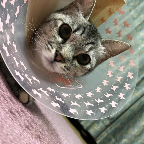 猫が術後服で動けない・倒れる理由とは？病院スタッフが実体験から解説＜原＞｜愛知県一宮市　おおい動物病院