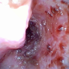 一宮市おおい動物病院でのアニマルックによる無麻酔耳内検査