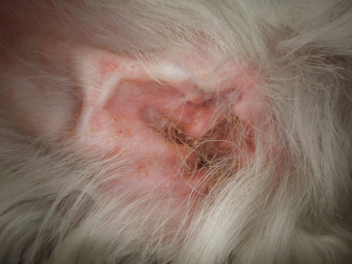 なぜ飲み薬を止めると耳が赤くなるのか？犬猫の外耳炎で見落とされやすい原因｜一宮市　おおい動物病院