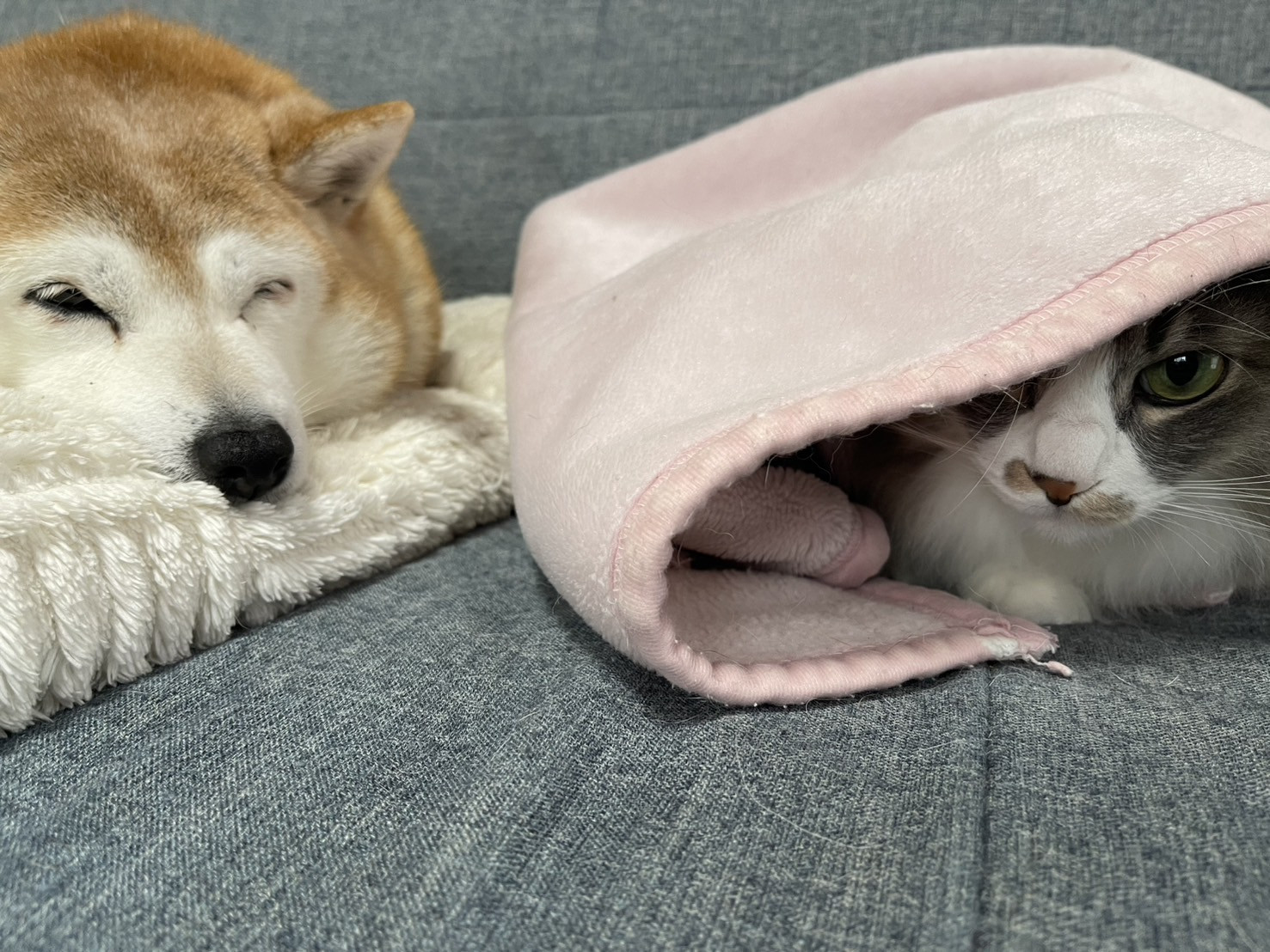 犬の認知症（高齢性認知機能不全）とは？症状と対策をわかりやすく解説＜平山＞｜一宮市　おおい動物病院