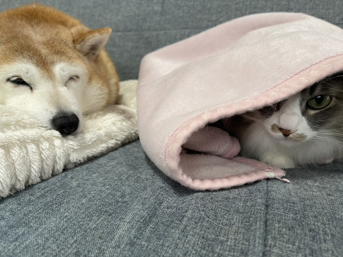 犬の認知症（高齢性認知機能不全）とは？症状と対策をわかりやすく解説＜平山＞｜一宮市　おおい動物病院