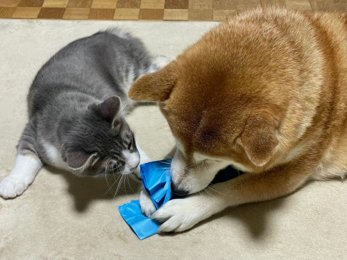 柴犬もなかと3匹の保護猫たち🐾我が家の「犬と子猫の慣らし方」＜平山＞｜愛知県一宮市 おおい動物病院