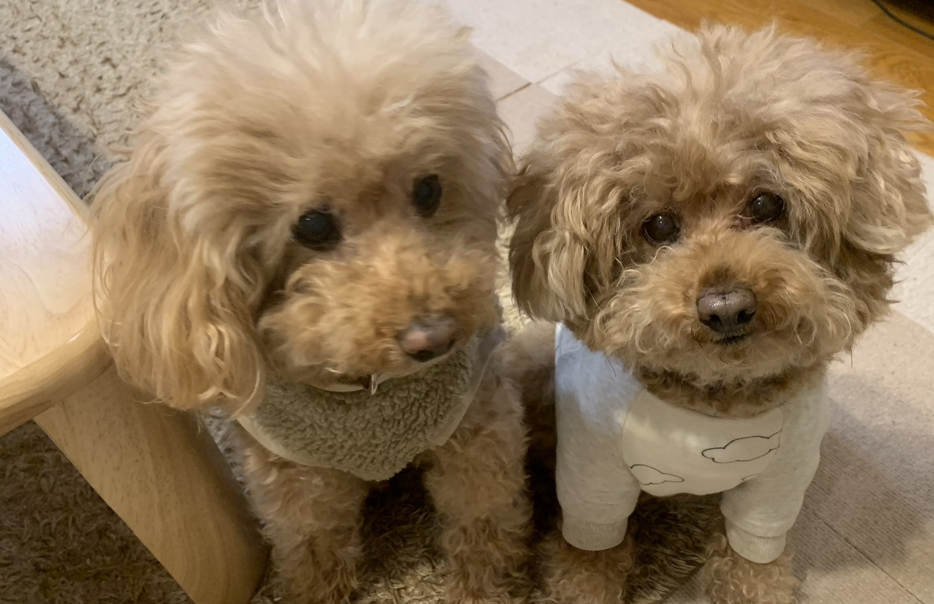 シニア期の悩みをサポート ～高齢の愛犬にガードワンを飲ませてみた～＜冨板＞｜愛知県一宮市　おおい動物病院