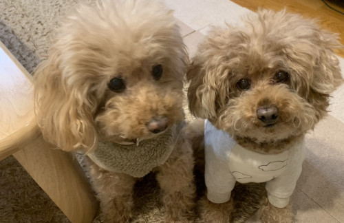 シニア期の悩みをサポート ～高齢の愛犬にガードワンを飲ませてみた～＜冨板＞｜愛知県一宮市　おおい動物病院