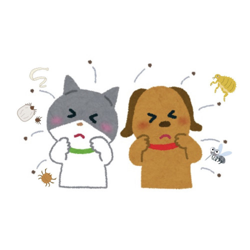 【トリマーコラム】市販のノミダニ薬じゃダメ？動物病院の処方薬との違いとフィラリア予防の重要性＜寺澤＞