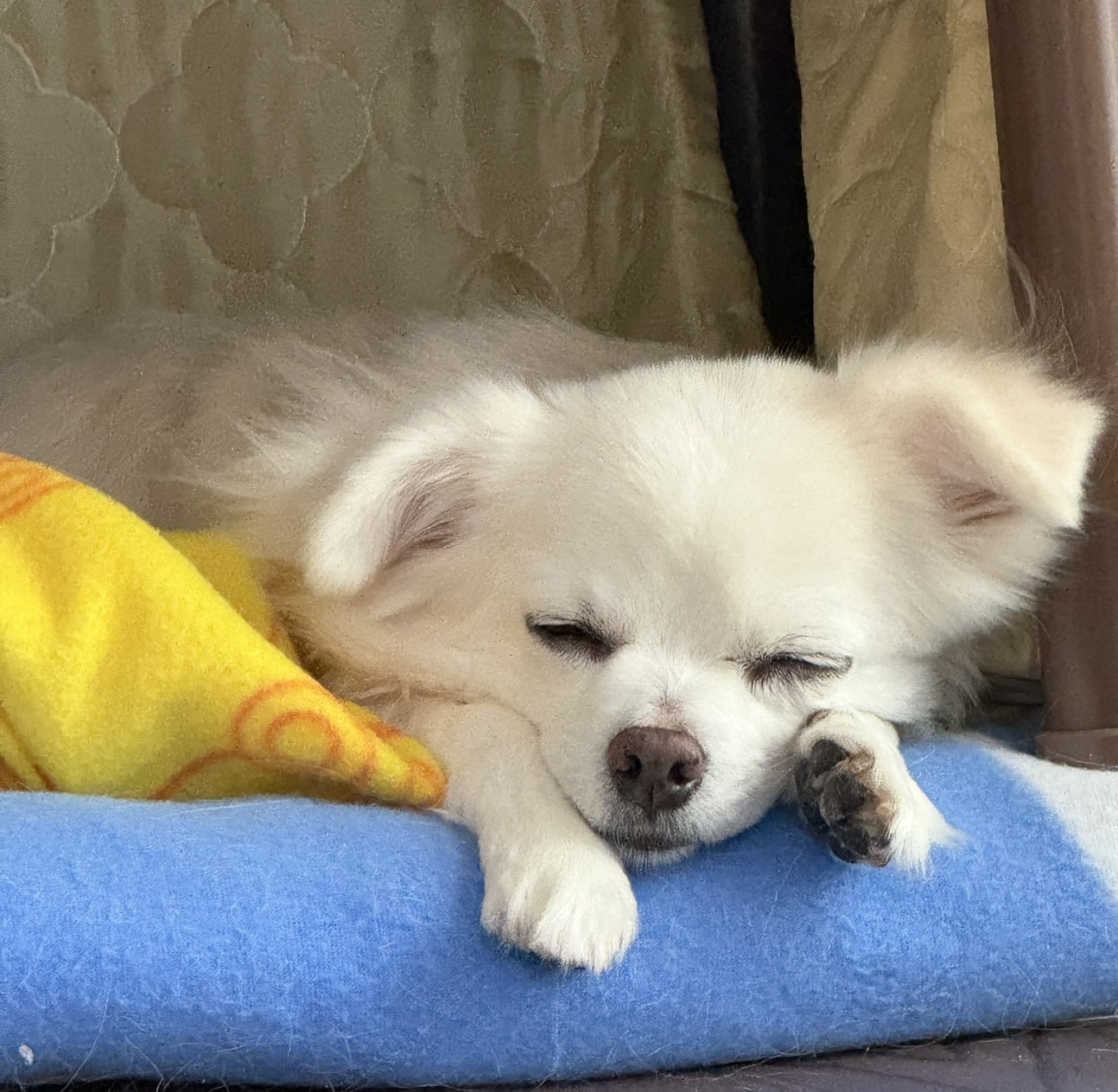 トリマー中村の得意なカットをご紹介！似合わせカットお任せ下さい！〈中村〉｜愛知県一宮市 おおい動物病院