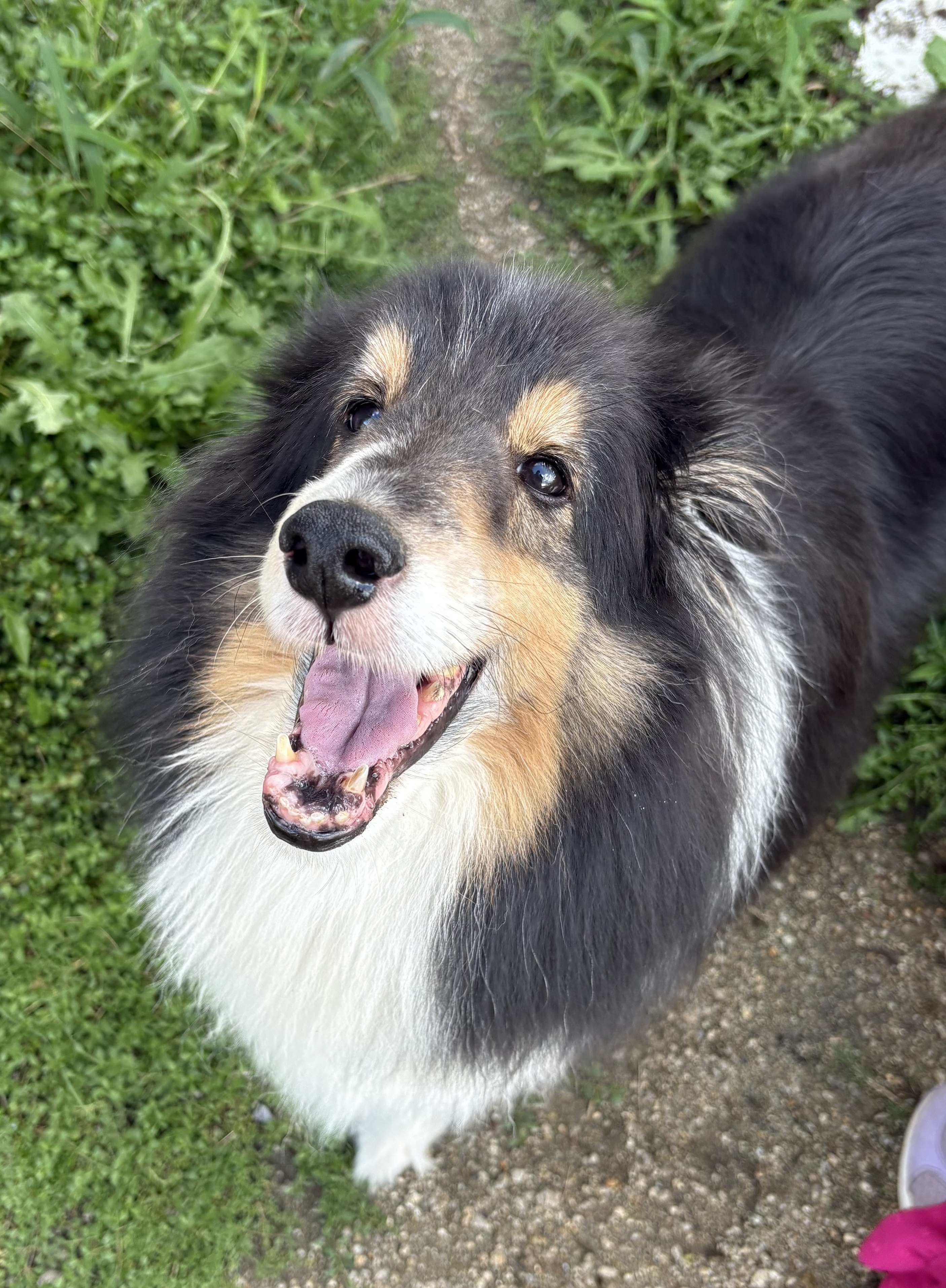 シニア犬が滑ると危険？愛犬の関節を守るフローリング対策と暮らしの工夫＜増田＞｜愛知県一宮市　おおい動物病院