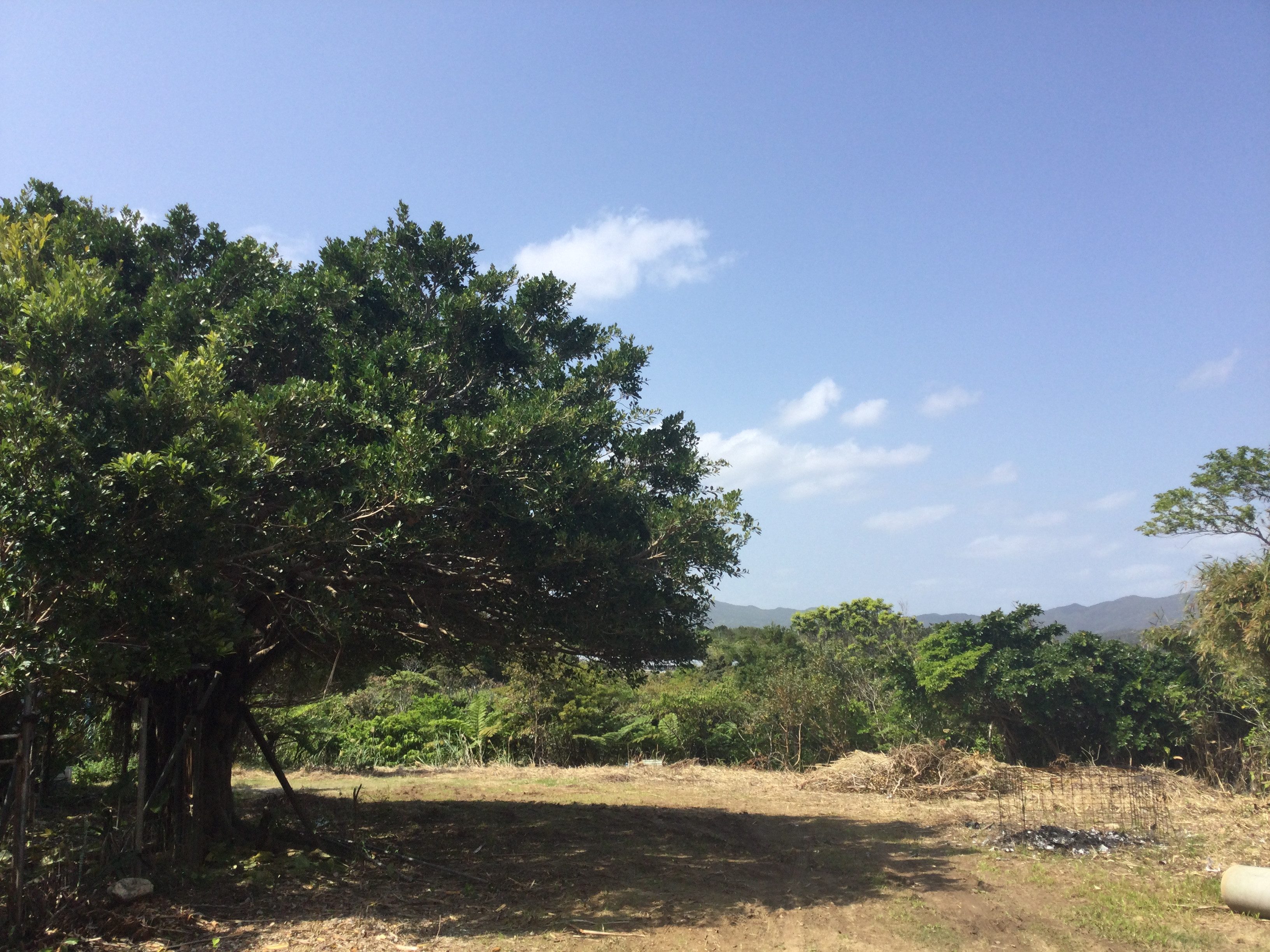＊物件情報　国頭郡東村　高江