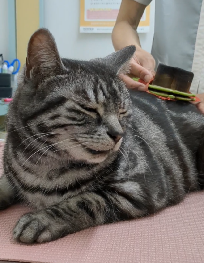 鍼灸で自ら治す力を引き出します