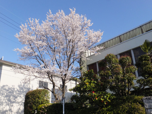 南側道路から見た淡墨桜