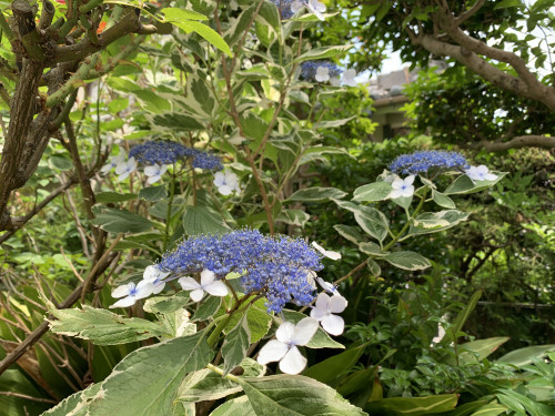 6月9日の午後は休診します