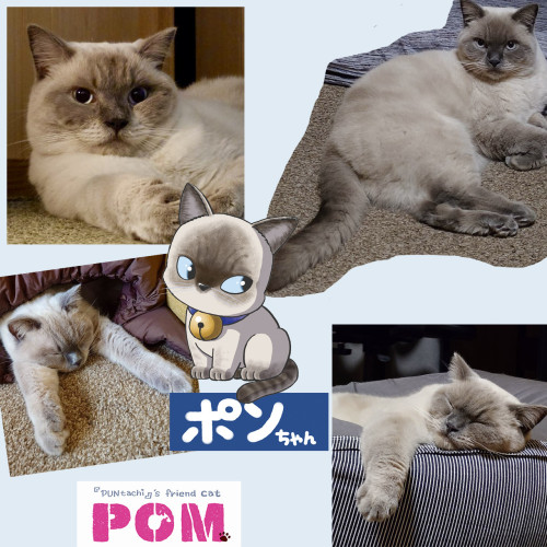 26ポンちゃんはこんな猫_カスタムハリコ.jpg