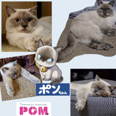 26ポンちゃんはこんな猫_カスタムハリコ.jpg