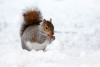 publicdomainpictures-snow-17854.jpg