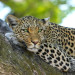 designerpoint-leopard-515509_1920.jpg