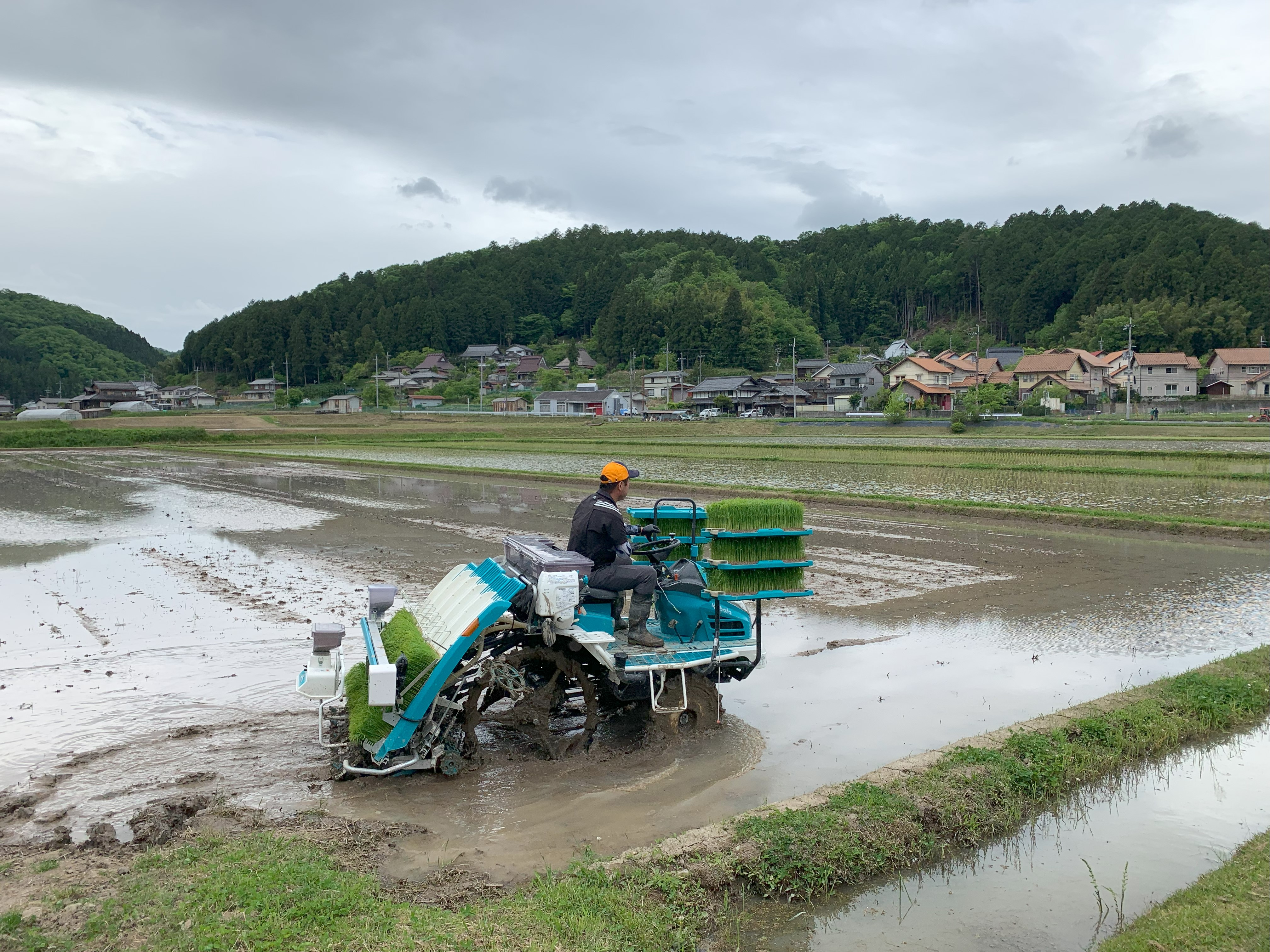 京丹波のお米作り（田植え）