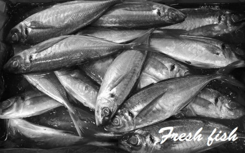 freshfish.jpg