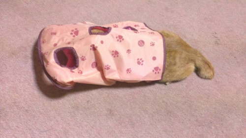 もしもしっぽがあったなら