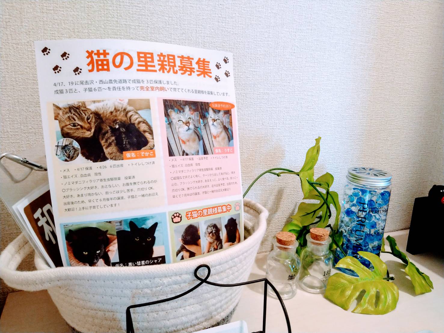 猫の里親募集チラシをお預かりしました【6/6チラシ画像更新】 - 大館市の整体 relaxation和屋