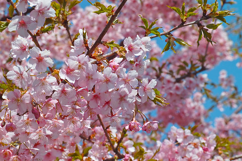 お花見、桜、暖かく、心踊る季節の到来♪ハッピーな気持ちで前に進もう！
