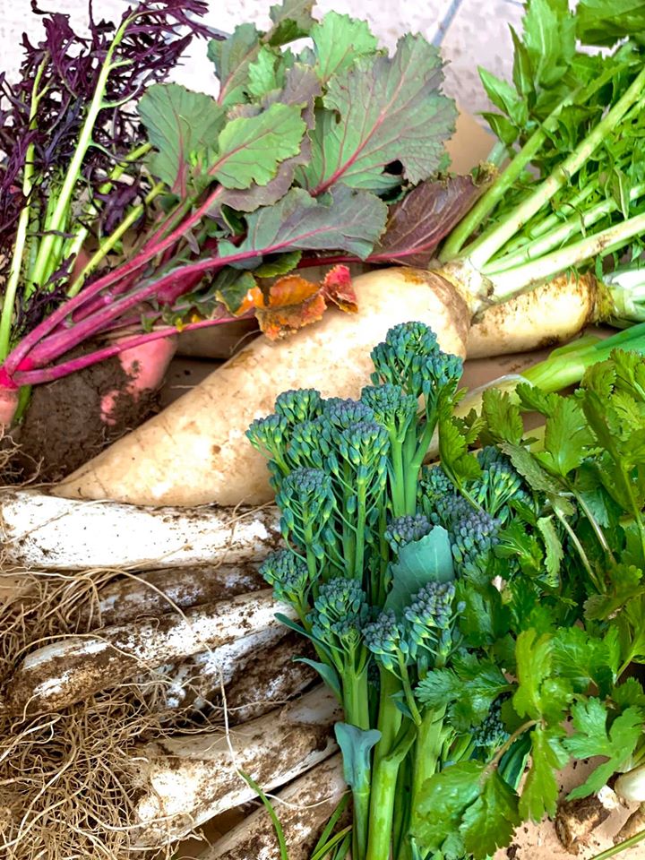 「自然栽培、無農薬」自然栽培、無農薬の 旬の取れたてお野菜のメニュー登場！