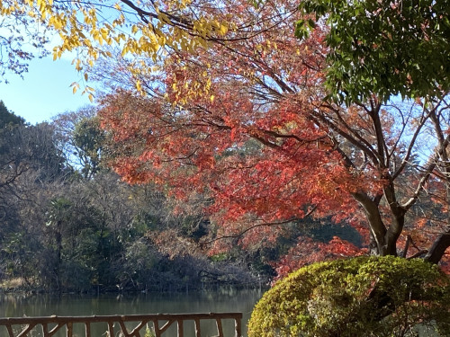 211211第15回摂心会善福寺公園3.jpeg
