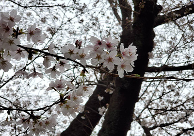 桜20230327.jpg