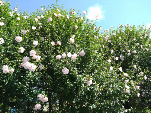 DSC_0473.JPG