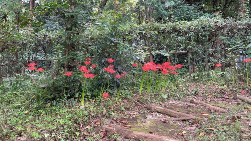 IMG_1519(1).JPEG