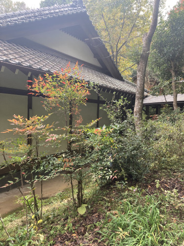 禅堂横の紅葉はじめ.JPEG