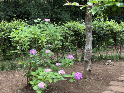 IMG_0091(1).JPEG