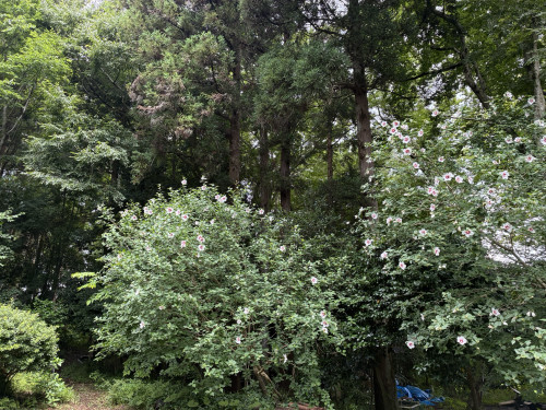 IMG_0109(2).JPEG