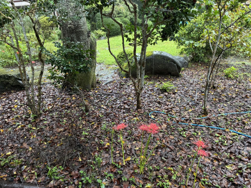 IMG_0195(1).JPEG