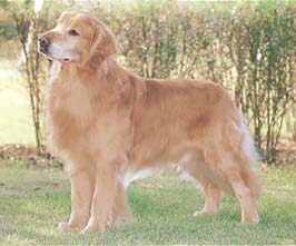 Trimming トリミング ゴールデン レトリーバー 大型犬 長毛 Hundehutte