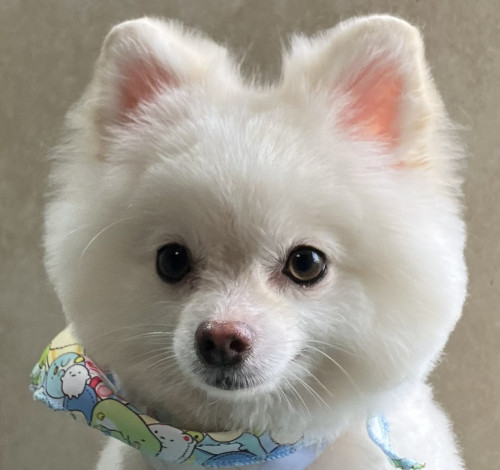 江尻　COCOちゃん　