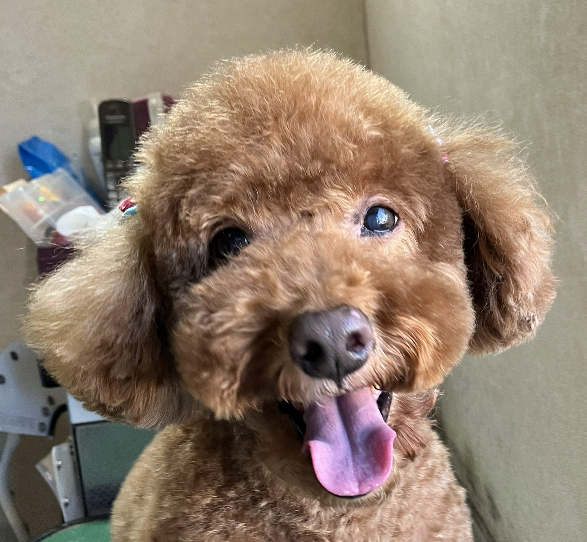 酒井　シェリくん　