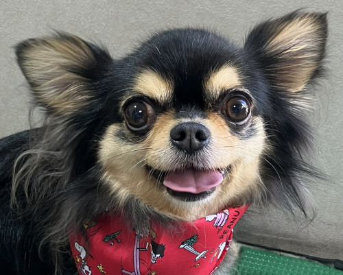 角田　ココちゃん　