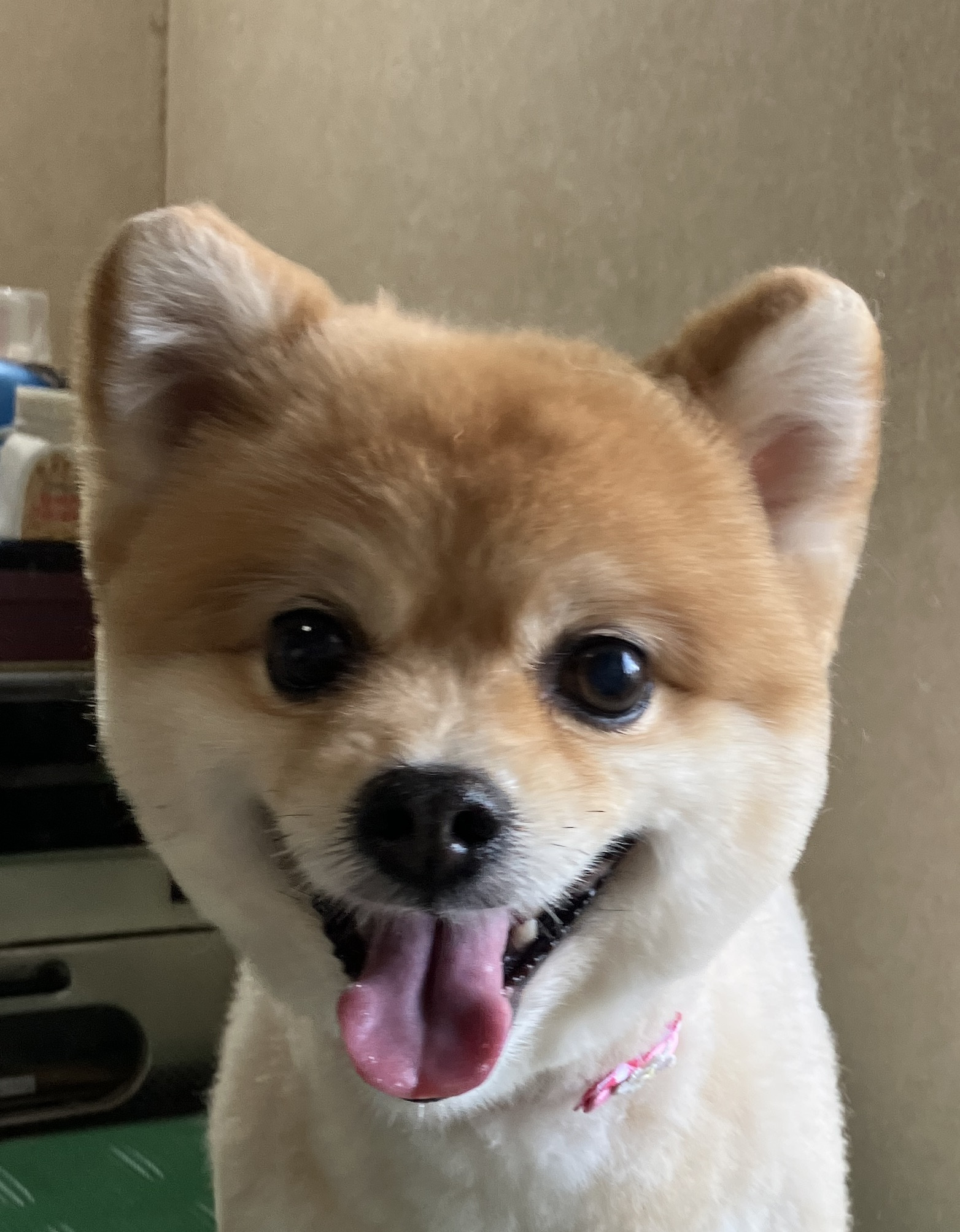 山田　こむぎちゃん