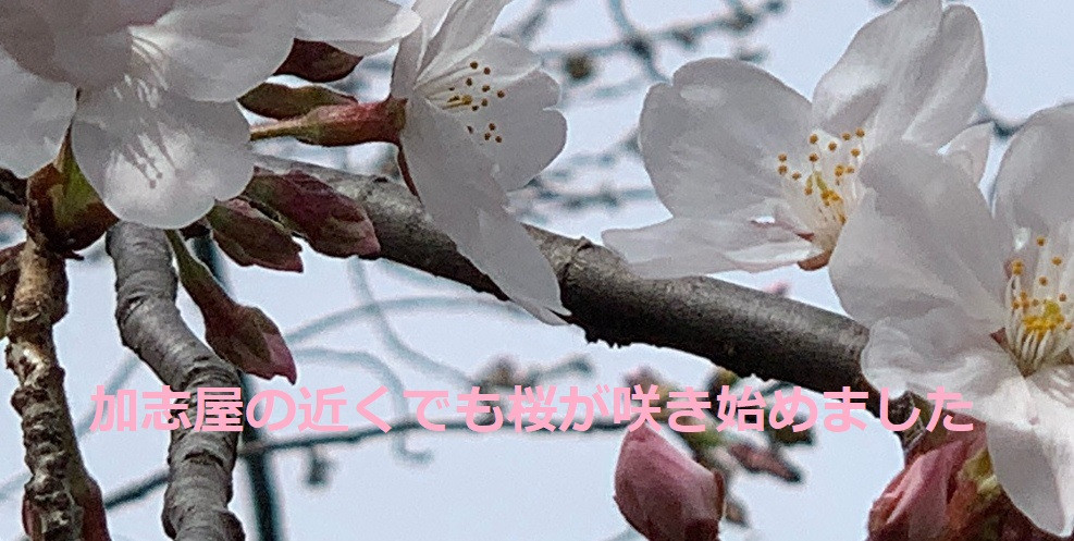今年もお花見の季節
