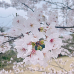 sakura.jpg