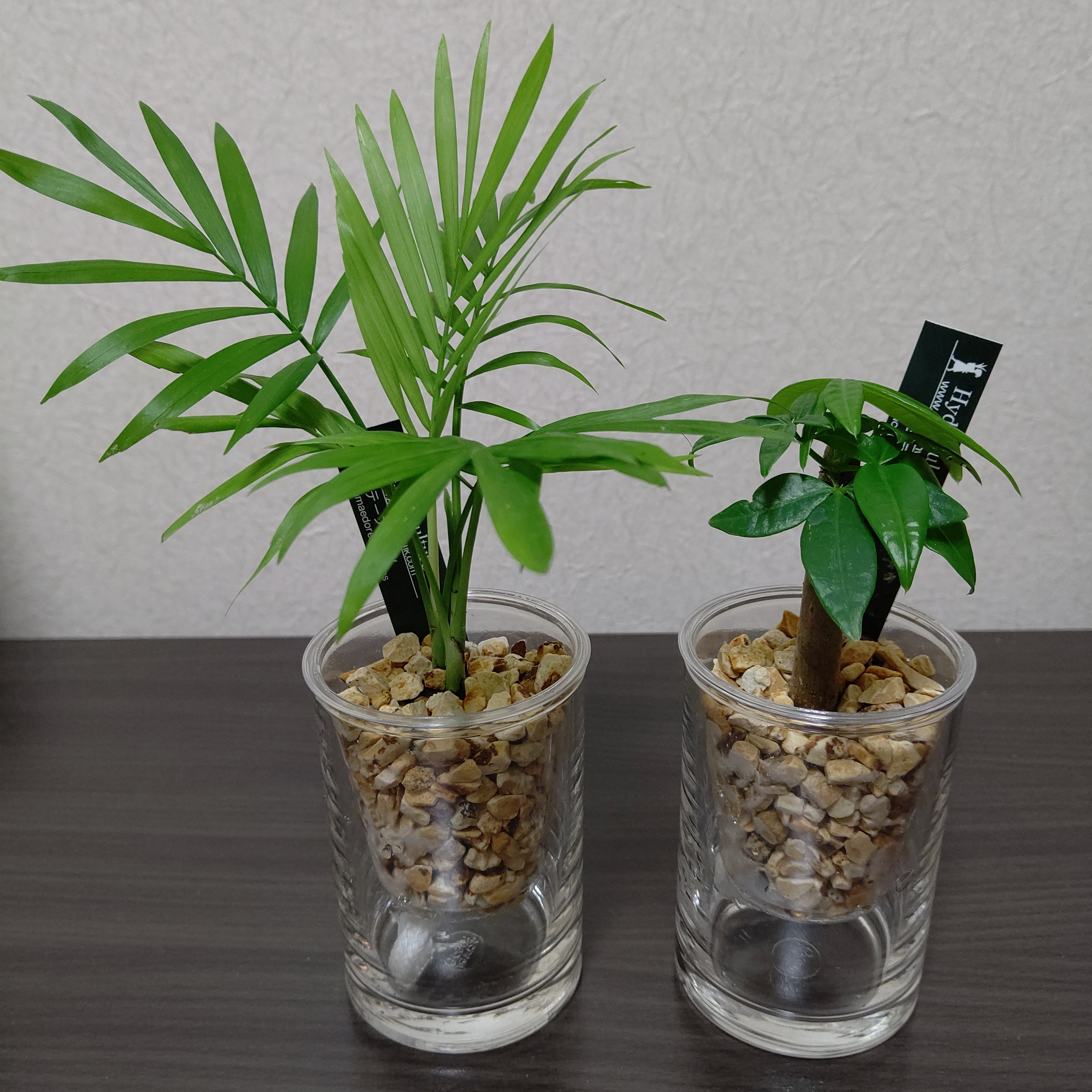 隠れ家に新しい仲間(観葉植物)がやってきました🎵