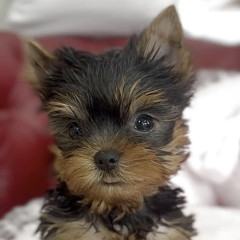 IMG_3332.jpeg
