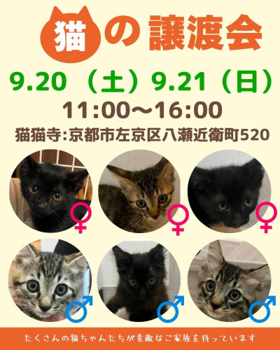 子猫の里親募集