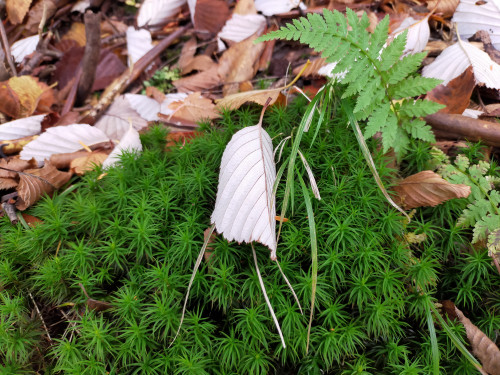 IMG20201018154850.jpg