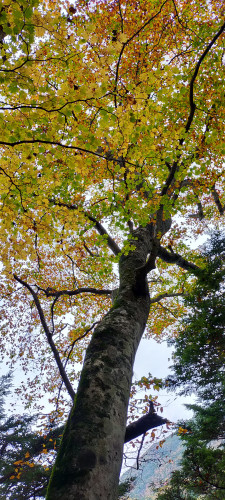 IMG20201018155521.jpg