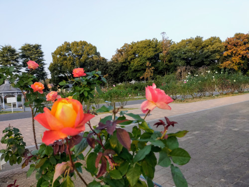 敷島公園門倉テクノばら園2020年秋その3