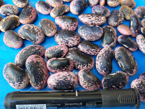 花豆収穫2020